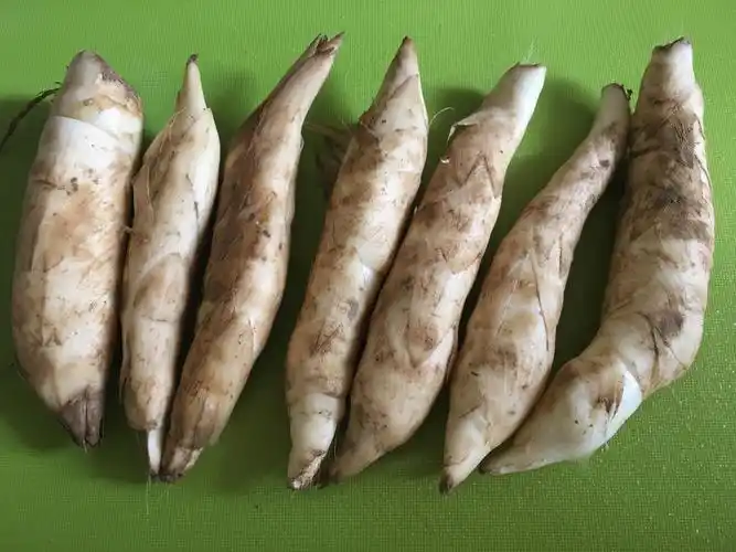 邀请你来猜猜这是什么?