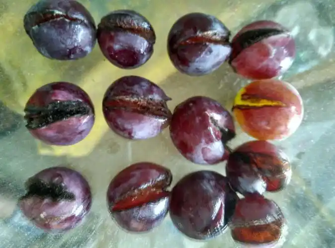 求助:夏黑葡萄 出现烂果什么原因 在线等.急!