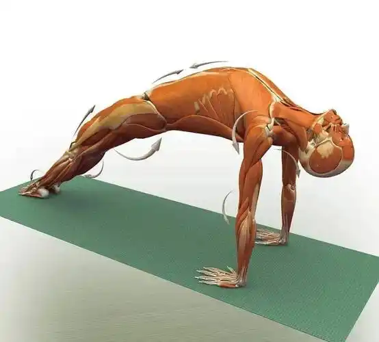 28个常见瑜伽体式解剖图,正位,发力一目了然!_身体