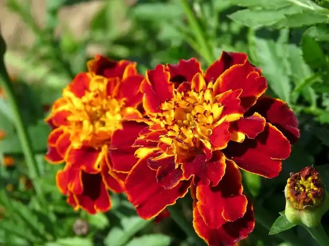 万寿菊,鲜花,花瓣