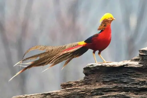 火凤凰——红腹锦鸡