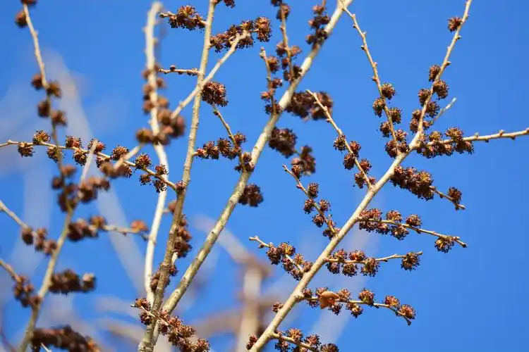 榆树花原创拍摄