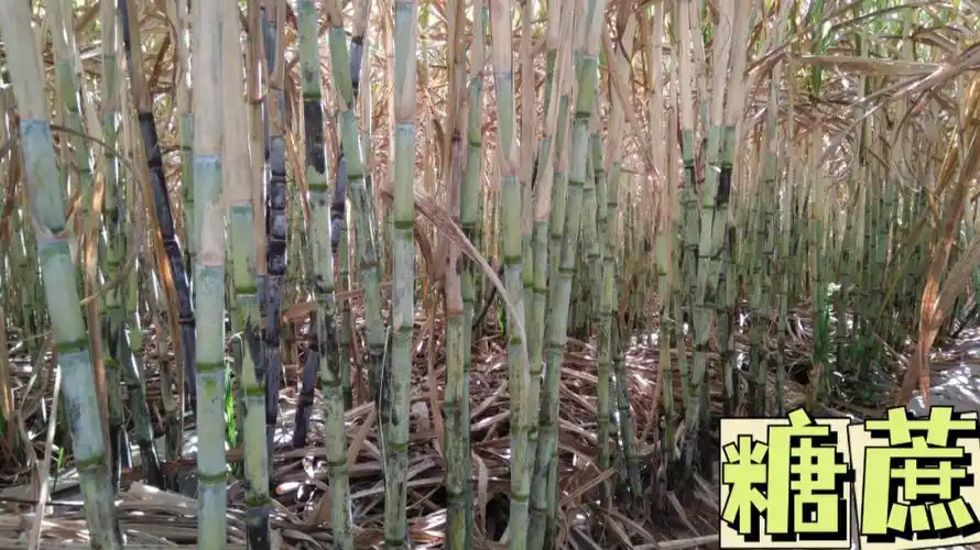 999999南蔗(甘蔗)北菜(甜菜),广西是中国最大蔗糖生产省区,那你