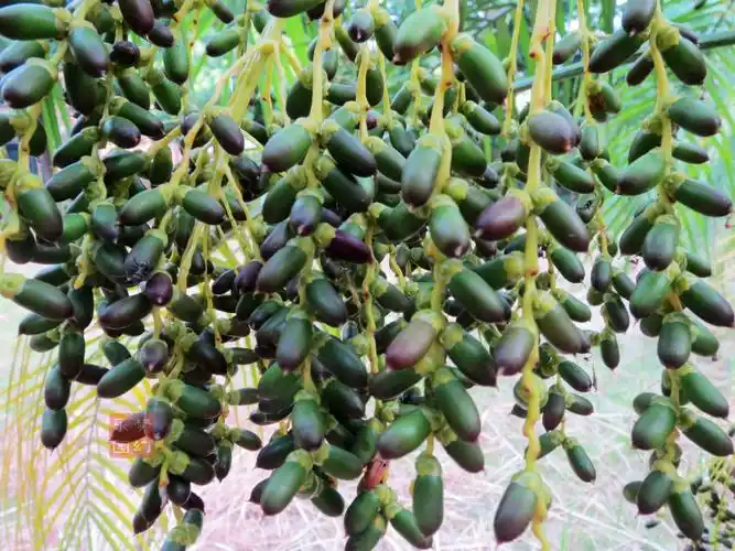 [药用植物] 棕榈果