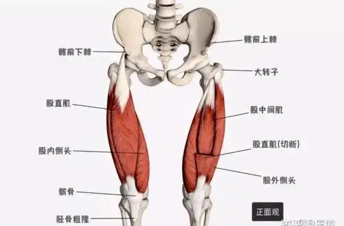 03,大腿内侧疼痛的意义故检查此肌两端附着点及肌的行经有无压痛,屈膝