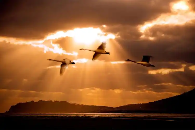 ipa第十届国际摄影艺术展创意组获奖作品分享 - 美篇