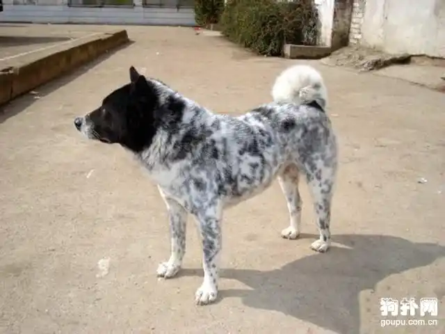 黑白花斑中华田园犬,帅到没狗友_土狗图片_狗扑中华田园犬网