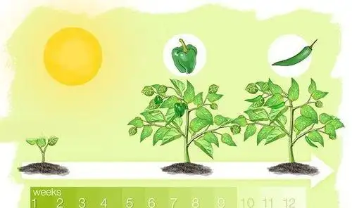 红辣椒需要最长的生长周期,大约12周直到完全成熟,相比之下,灯笼椒只