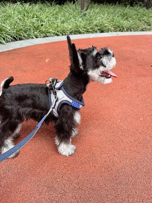 雪纳瑞幼犬戏精三个了