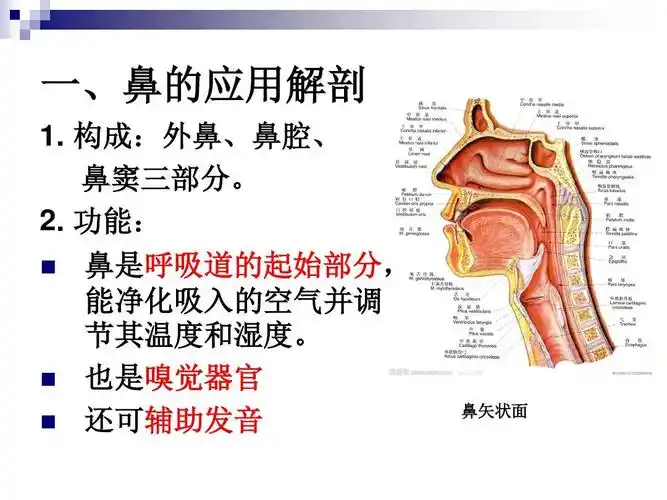 鼻的应用解剖生理ppt