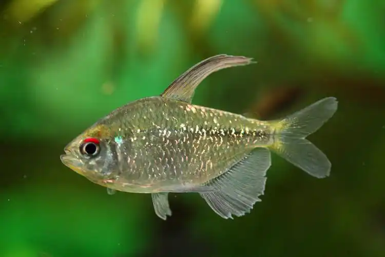 璀璨如繁星点点--野生南美钻石灯 - 小型鱼类 - cta南美水族