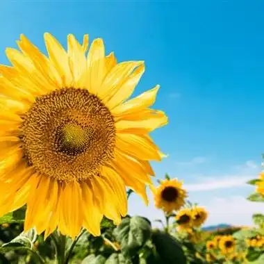 小花仙搞笑头像花栗鼠头像搞笑奇怪而又搞笑的头像微信头像卖萌小可爱