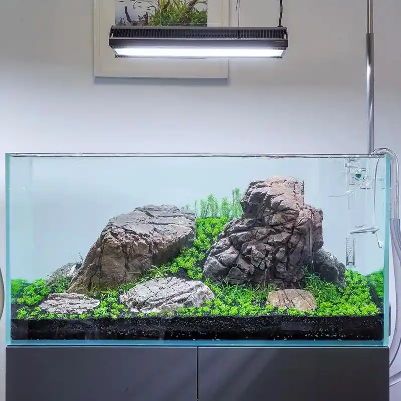 草缸造景 #迷你牛毛草 #草坪造景 #鱼缸里的大自然 分享 - 抖音