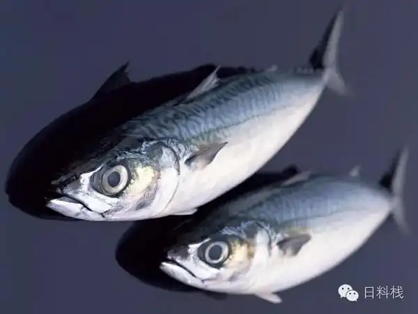 鲭鱼虽生犹死的那种境界