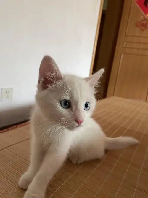 请问普通小土猫的有学术品种名称吗已解答