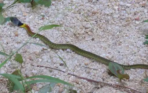 谁知道这种蛇的名字?