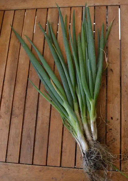 青葱岁月不静好人一生平安——各种"葱"的辨别