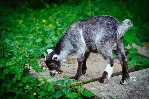 苏格兰,俾格米人,山羊,小,拿着