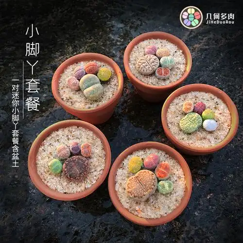 多肉植物含盆迷你盆_生石花小脚丫拼盘新手套餐番杏科多肉植物迷你pp
