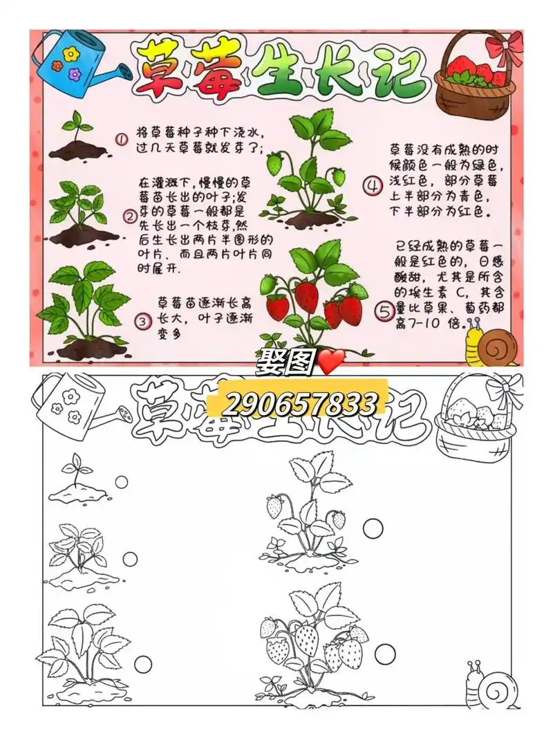 草莓生长记手抄报.小学必备植物生长观察记录小报,自然笔记 - 抖音