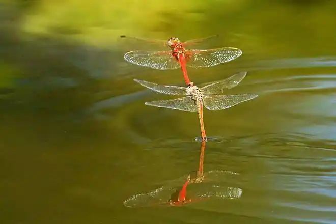 蜻蜓的卵是在水里孵化的,幼虫也是生活在水里.