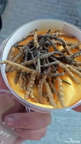 十五元一根的"阳草"