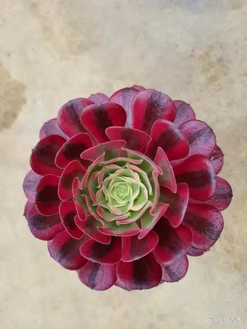 法师锦哪个品种好看又好养