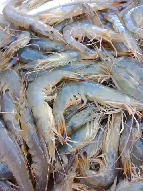 大连大虾鲜活包邮新鲜冷冻野生对虾冰鲜海虾活虾