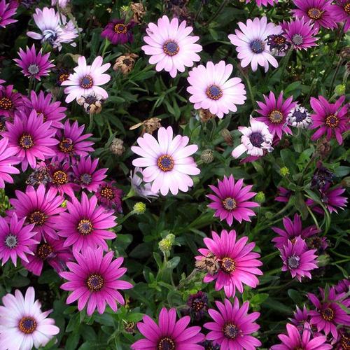 四季花卉非洲菊种子 非洲雏菊扶郎花野菊花种子阳台盆栽庭院包邮