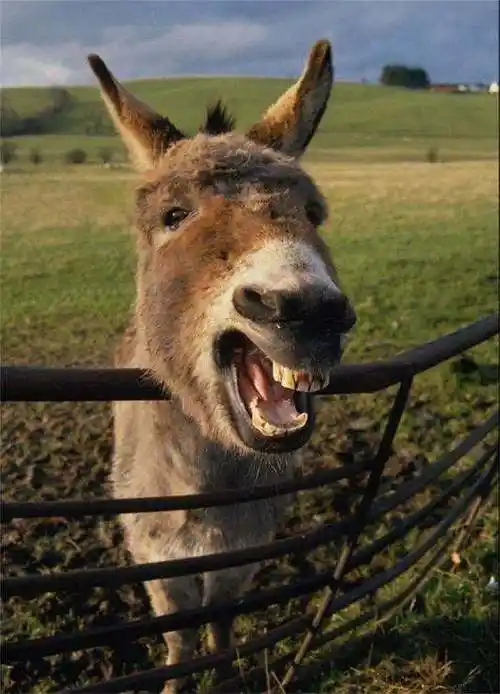 按照《论人类的面相》的划分,麻木愚蠢之人,都会像驴子那样长着一张大