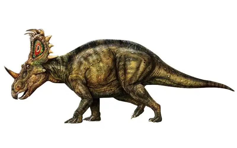 【pnso恐龙博物馆】 赵闯讲恐龙 中国角龙阿齐1:1头部雕像