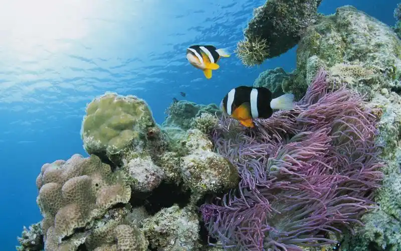 缤纷海底世界(七)20 - 1680x1050