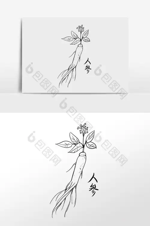 线描中草药药材植物人参插画图片