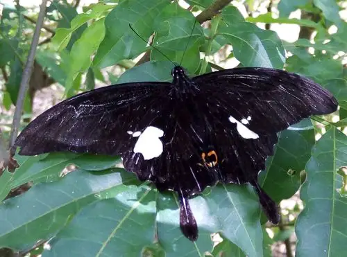 西双版纳的蝴蝶