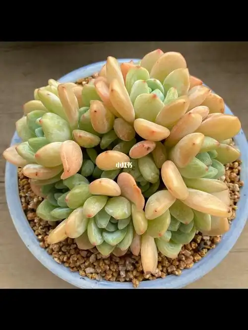 冷香多肉白色天使