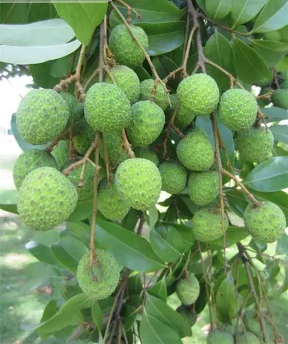 福建特产新鲜荔枝桂味妃子笑白糖罂糯米糍甜荔枝时令水果顺丰包邮 福