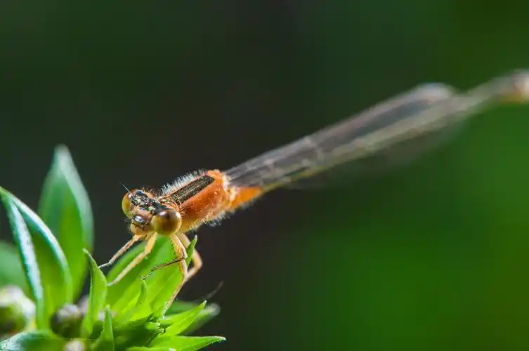 豆娘微距图片昆虫豆娘