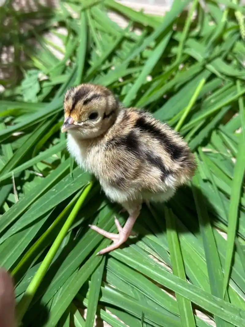 刚出壳的七彩山鸡,孔雀蓝山鸡,白化山鸡.#人工孵化 #孵化鸡 - 抖音