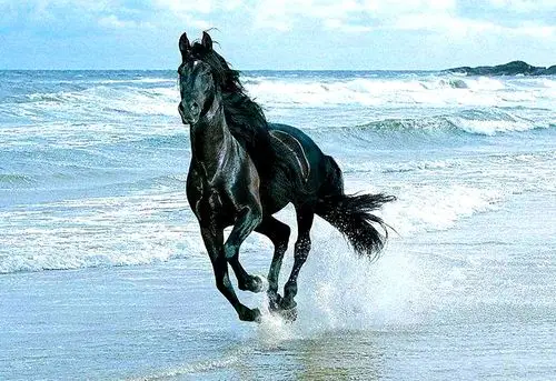 千里马(代伐钟原创歌词)