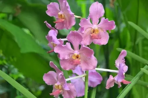 卓锦.万代兰——胡姬花_绵绵细雨下不停_新浪博客