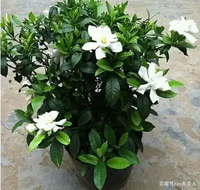 栀子花如何科学栽培与养护?