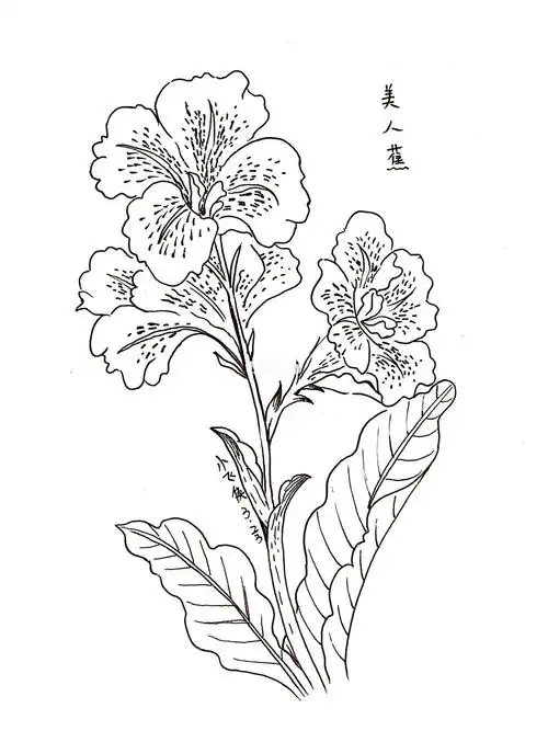 黑白针管笔打卡黑白花艺美人蕉37100