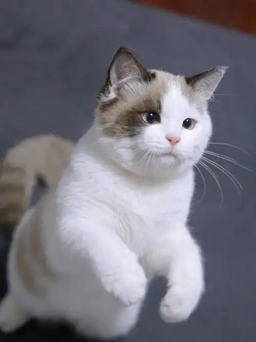 你们的猫都叫什么名儿