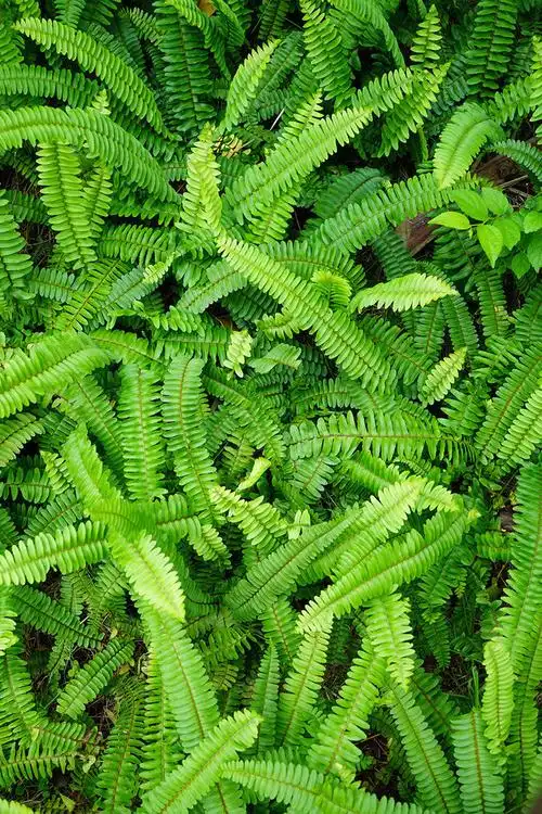 龙须草图片素材