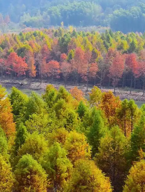 安徽宣城宁国市皖南川藏线沿途落羽杉景色