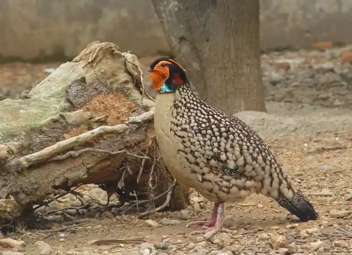 黄腹角雉(动物)黄腹角雉(学名:tragopan caboti),别名角鸡,吐绶鸟,全