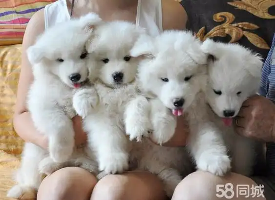 萨摩耶 精品萨摩耶犬 天使的微笑 质量三包