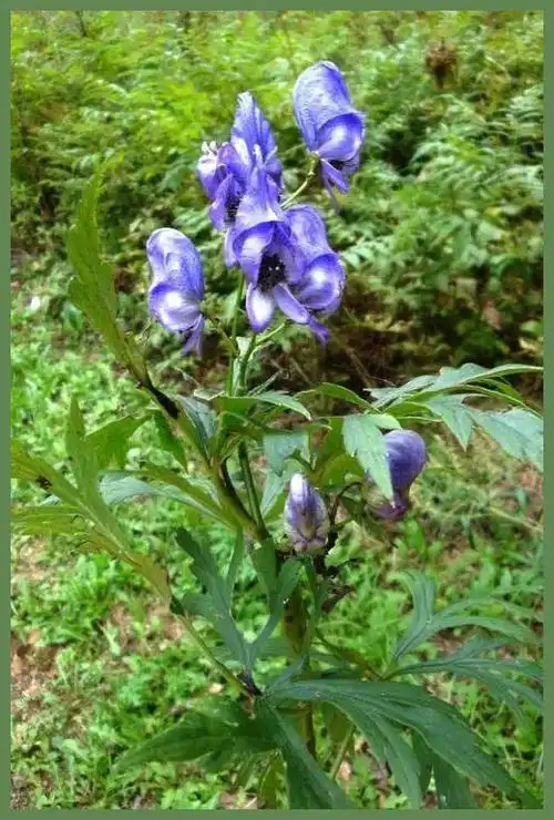 草乌的功效与作用大全