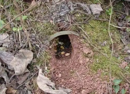 农民布置陷阱抓野味,没想到第二天就抓到了一只野鸡_手机搜狐网