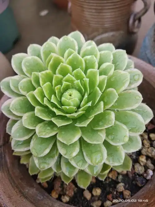 那些年玩过的多肉2020(一)